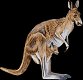 kangaroo